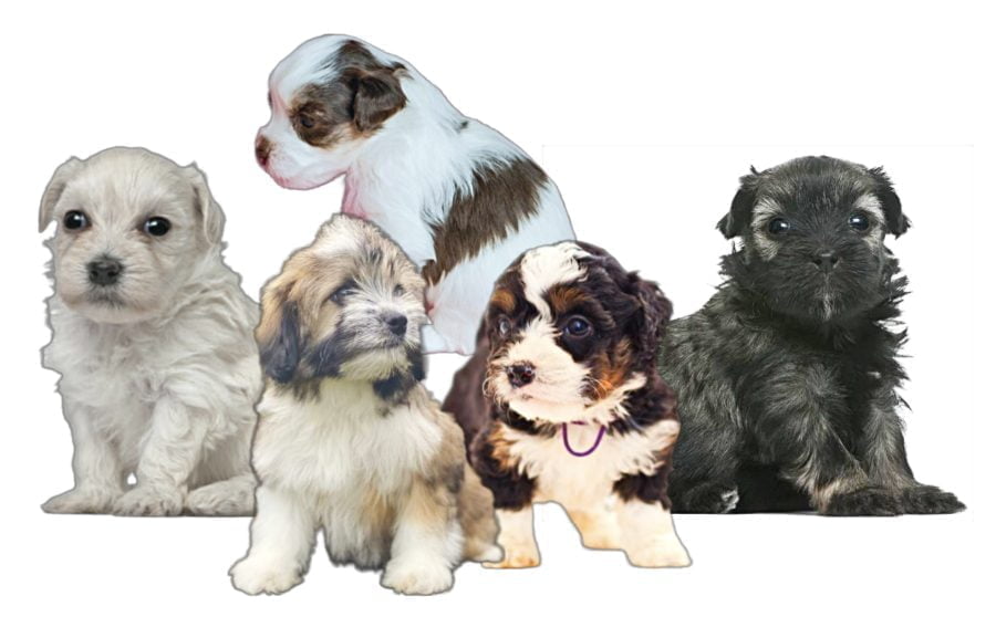 Little Lion Lowchen Puppies