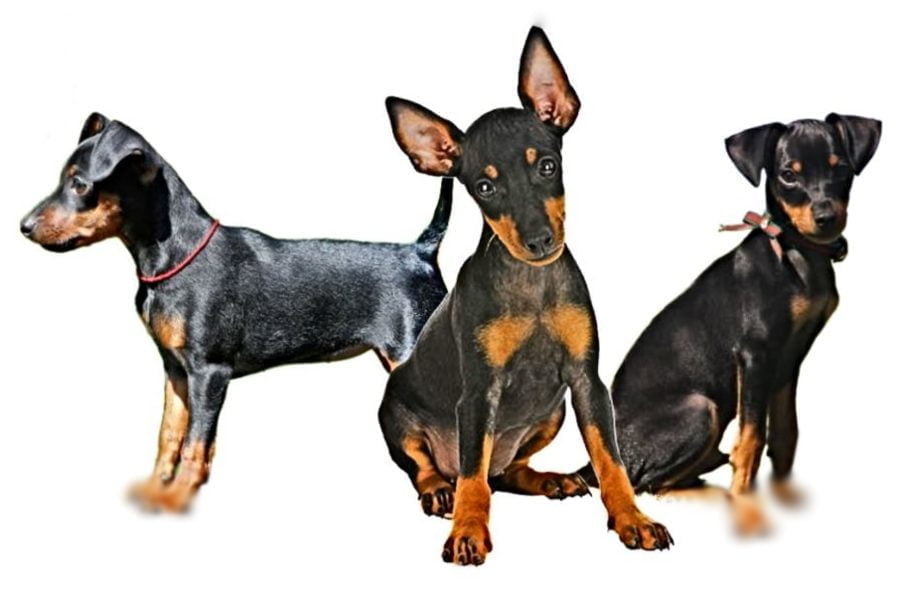 Manchester Terrier Puppies Manchester Terrier Puppies
