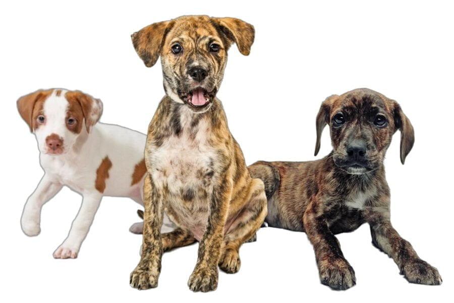 Mountain Cur Puppies