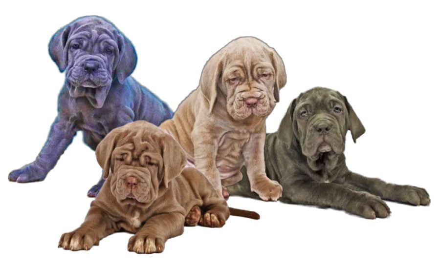 Neapolitan Mastiff neo Puppies Neapolitan Mastiff neo Puppies