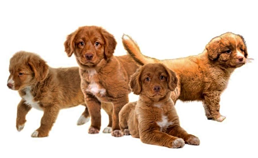 Nova Scotia Duck Tolling Retriever Puppies