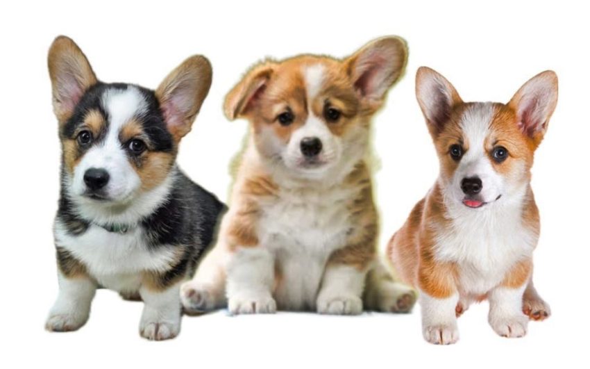 Pembroke Welsh Corgi Puppies