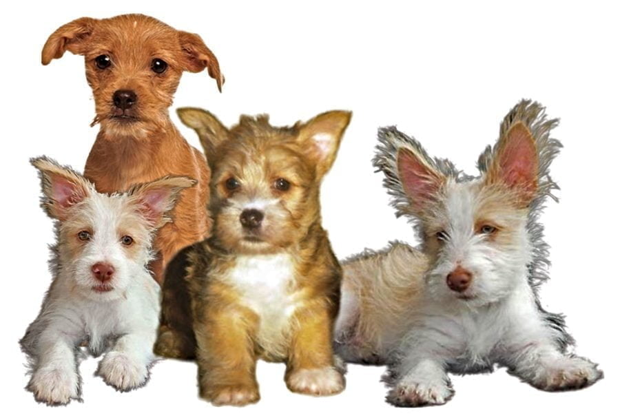 Podengo Pequeno Hound Puppies