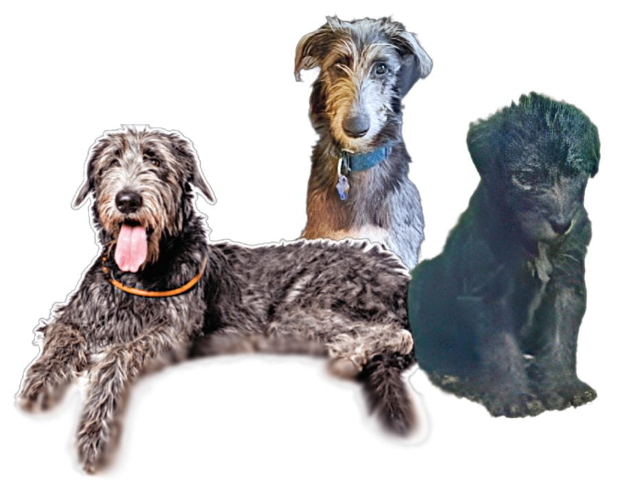 Scottish Greyhound Puppies