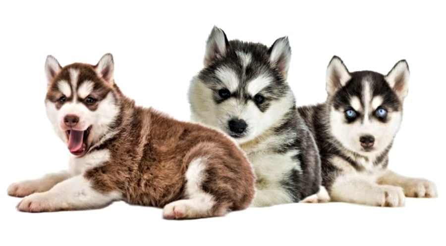 Siberian Husky Puppies