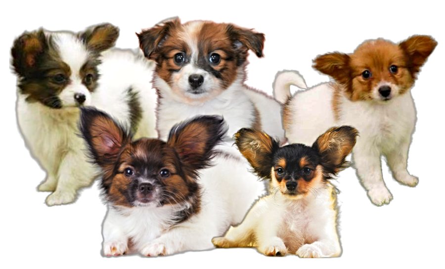 Squirrel Spaniel Papillon Puppies