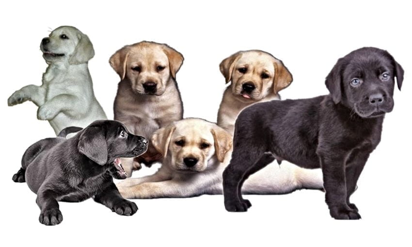 labrador retriever puppies labrador retriever puppies