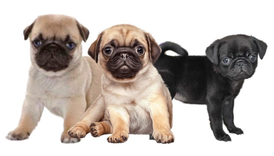 pug puppies pug puppies