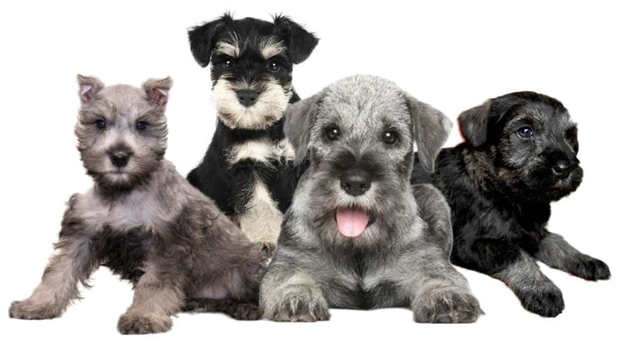 German Standard Schnauzer Puppies