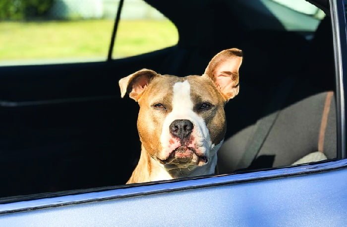 Keep Your Pet Safe in Trips