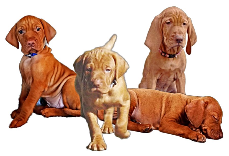 Magyar Vizsla Puppies