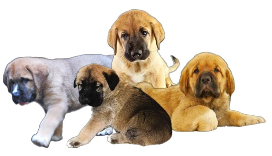 Spanish Mastiff Puppies