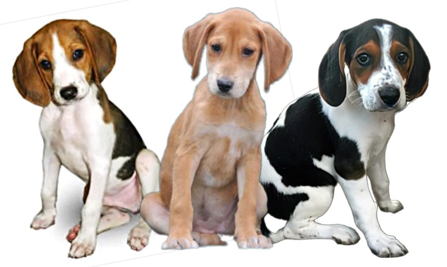 Treeing Walker Coonhound Puppies