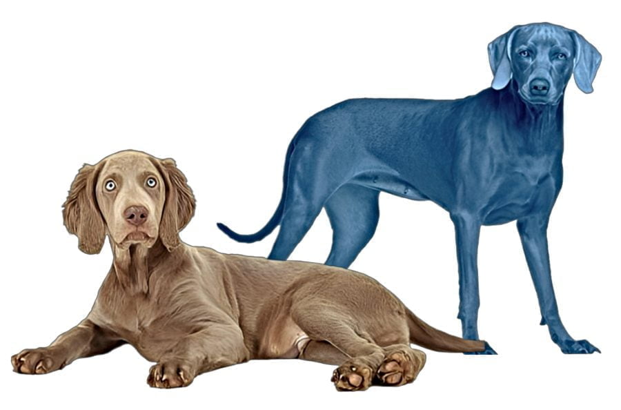 German Weimaraner Dog Breed German Weimaraner Dog Breed