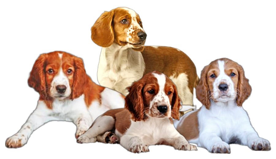 Welsh Springer Spaniel Puppies Welsh Springer Spaniel Puppies