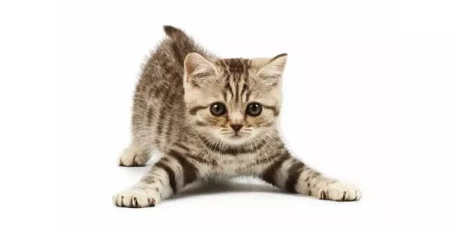 American Bobtail Kitten in Play Mode