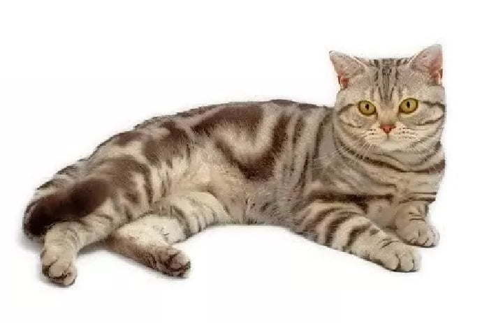 American Shorthair Cat Breed