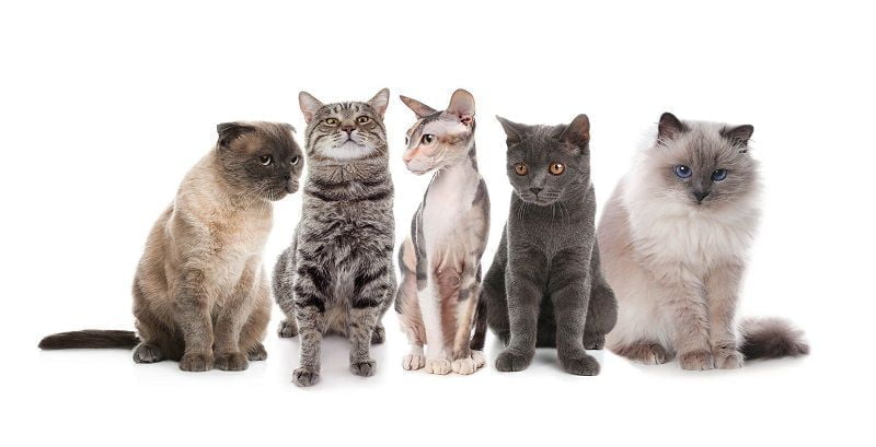 Best Cat Breeds for you Kids and Family