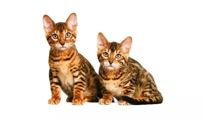 California Spangled Kittens