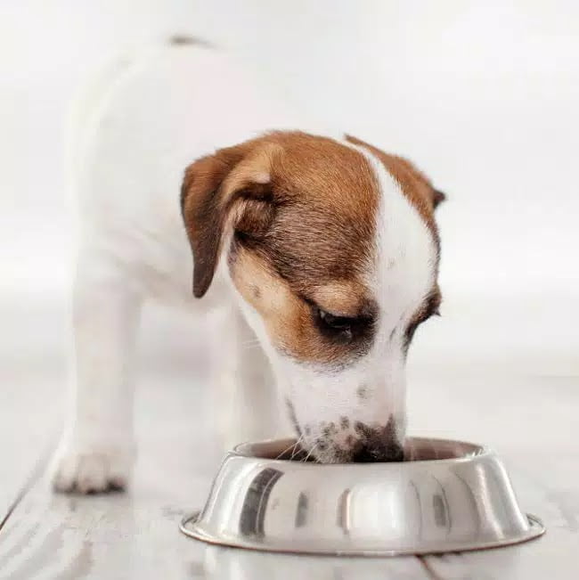 Choose the Best Puppy Food