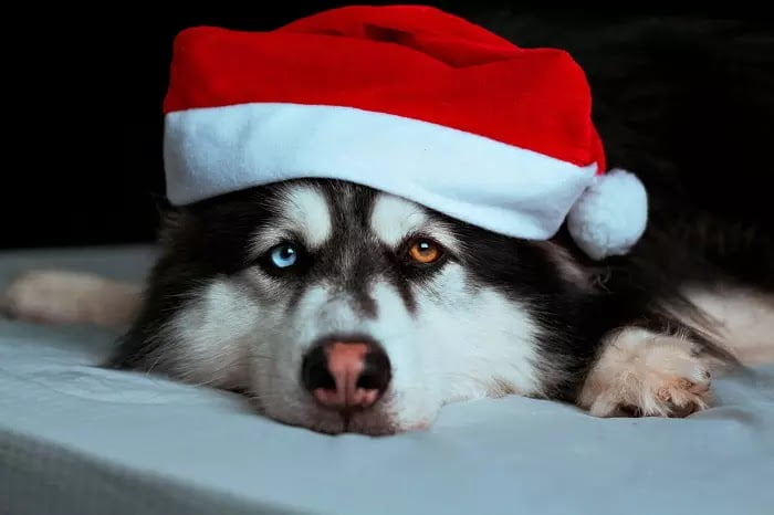 Help Pets with Post Holiday Blues