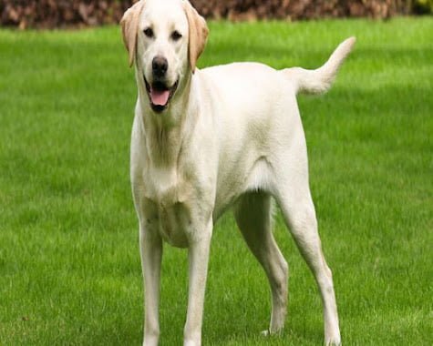 Labrador Retriever dog breeds