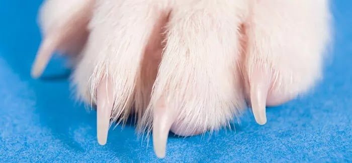 Trim Your Dog's Nails