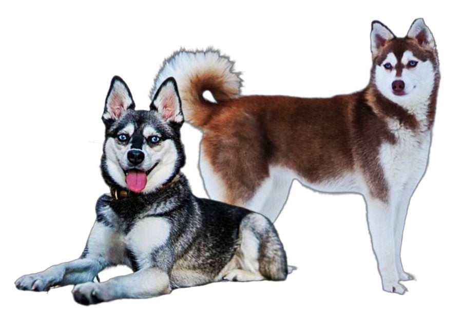 Alaskan Klee Kai Dog Breed