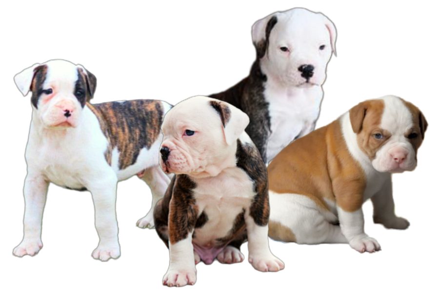 American Bulldog Puppies American Bulldog Puppies