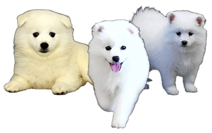 American Eskie Spitz Puppies American Eskie Spitz Puppies