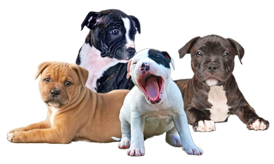 American Staffordshire Terrier Puppies