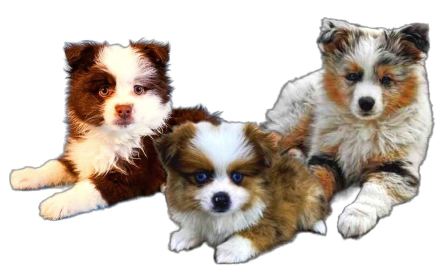 Aussiepom Puppies Aussiepom Puppies