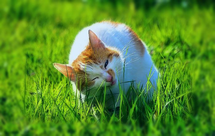 Cat Eating Grass Problem