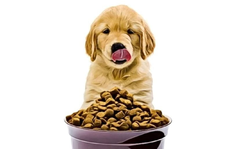 Cute puppy with foods