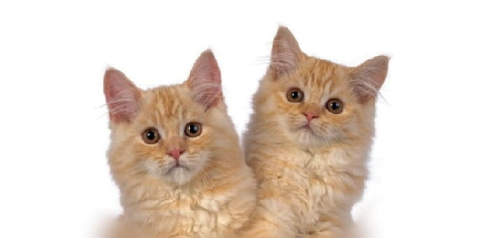 Cymric Kittens