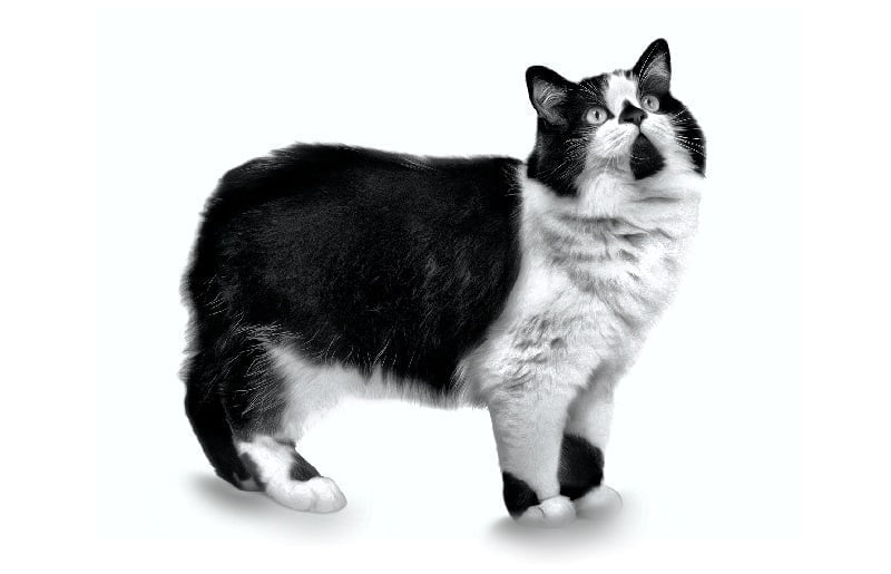Cymric cat breed