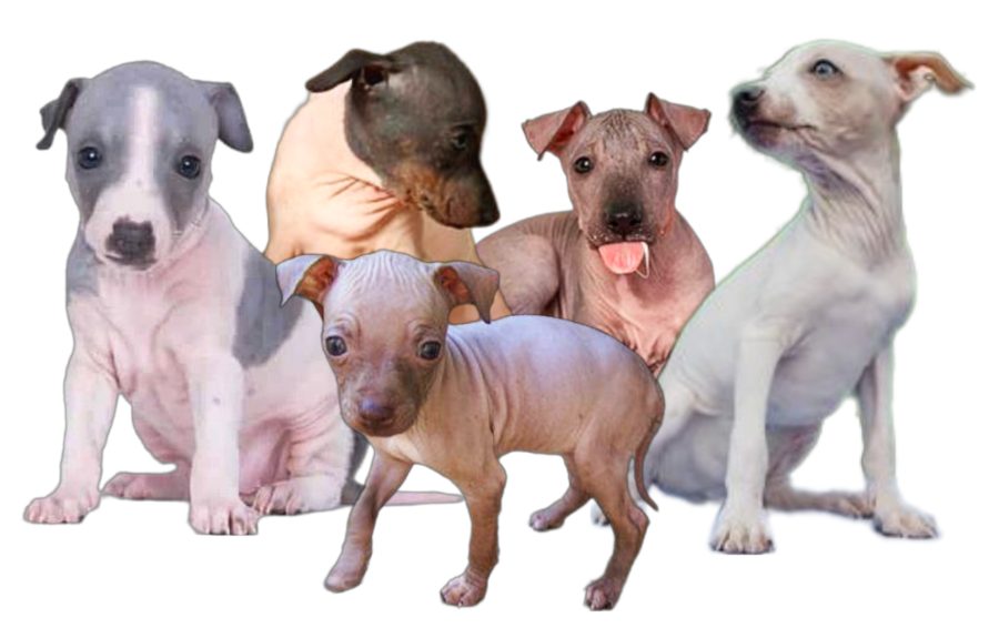 Hairless Rat Terrier Puppies