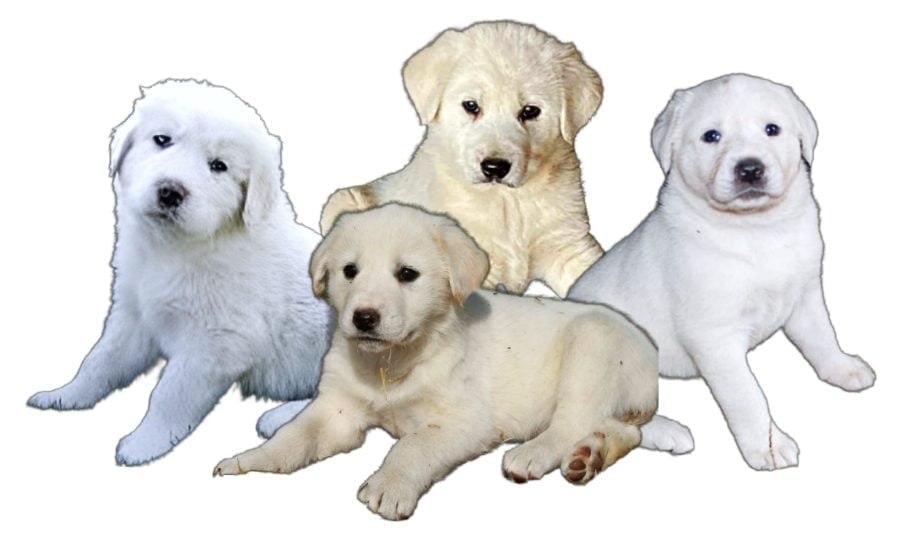 Turkish Akbash Puppies