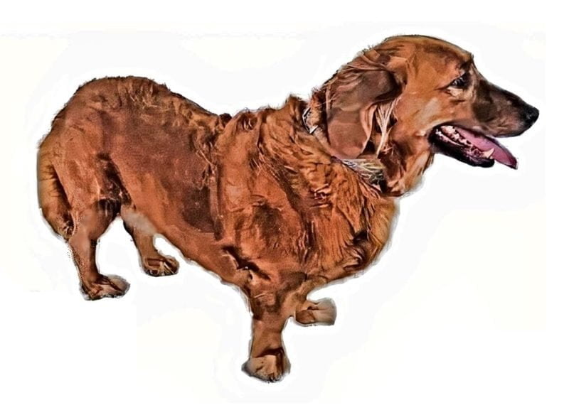 Basset Retriever Dog Breed