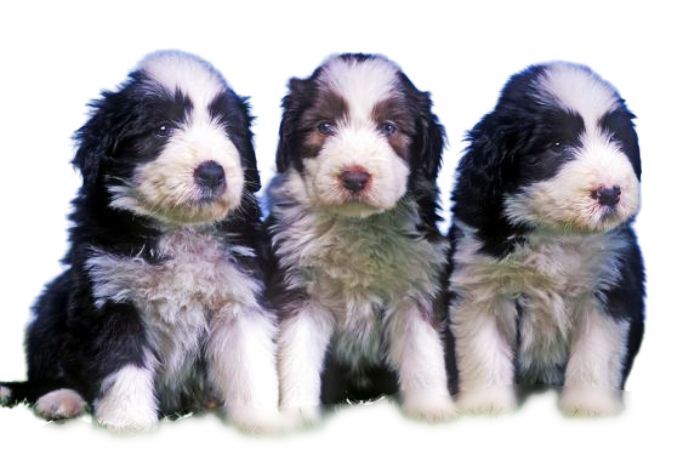 Bearded Collie Puppies