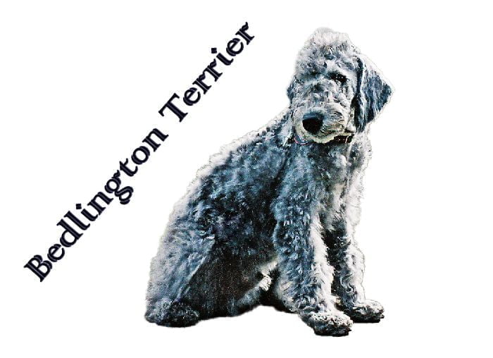 Bedlington Terrier Dog Breed