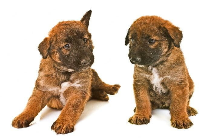 Belgian Laekenois Puppies