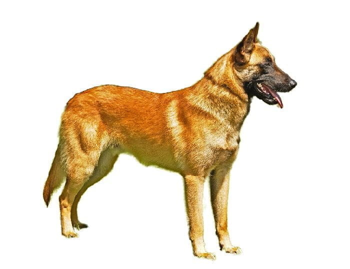 Belgian Laekenois dog Breed