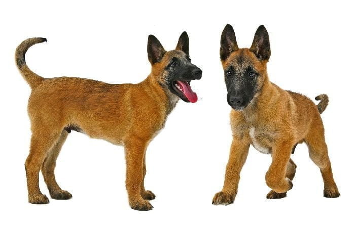 Belgian Malinois Puppies