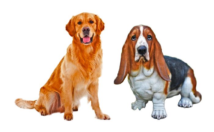 Golden Retriever Basset Hound Mix Golden Retriever Basset Hound Mix