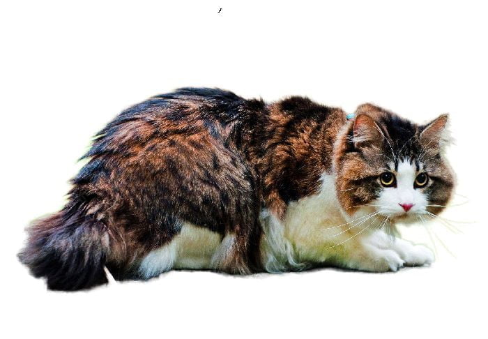 Kurilian Bobtail Cat breed