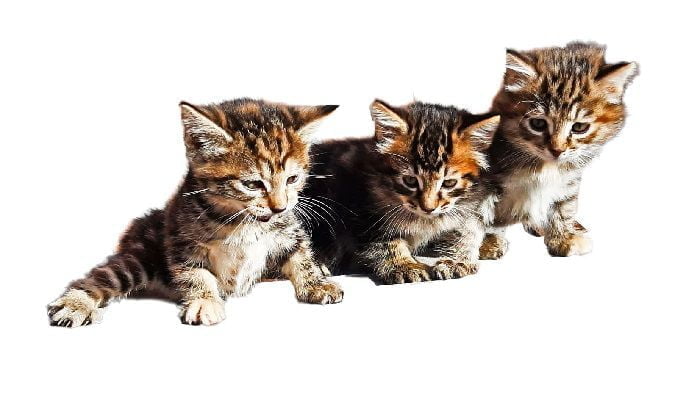 Kurilian Bobtail Kittens