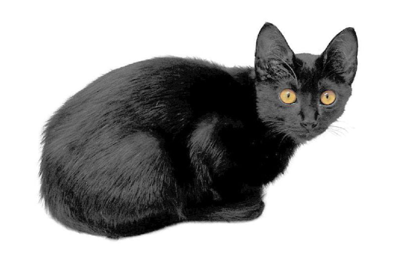 Black Cat Facts