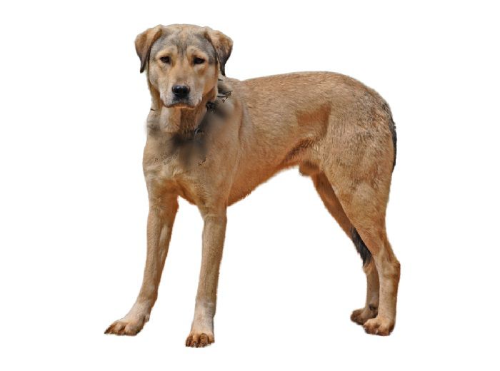 Black Mouth Cur Information
