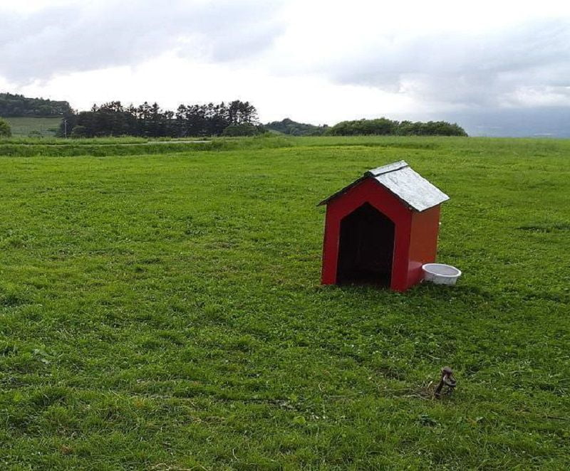 dog house steel building